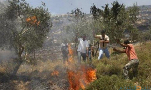 مستوطنون يحرقون أشجار زيتون في بورين